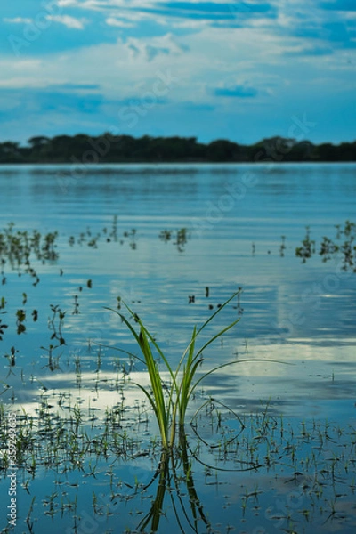 Obraz tree on the water