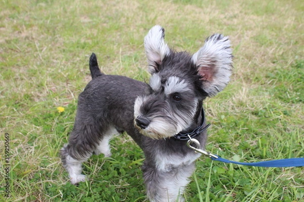 Fototapeta シュナウザー