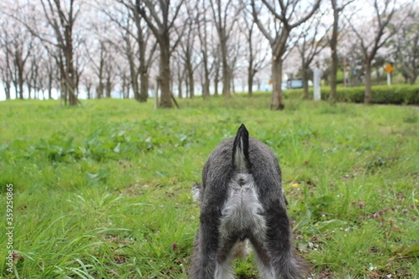 Fototapeta シュナウザー