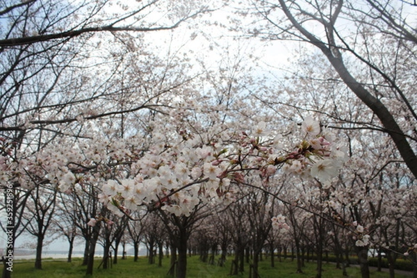 Obraz 桜