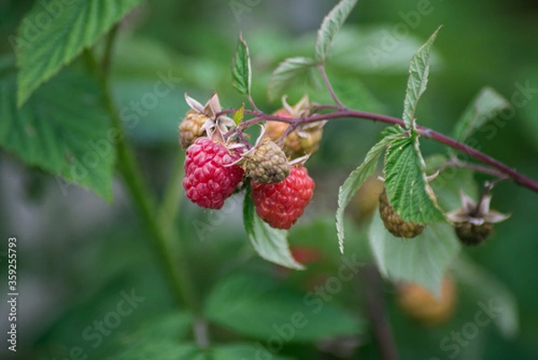 Fototapeta closeup of raspberries in a field