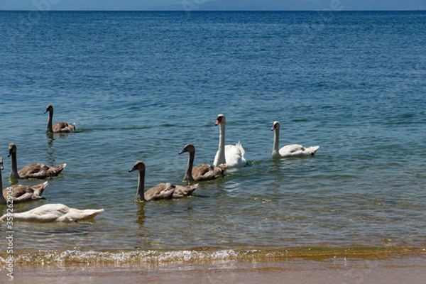 Fototapeta Swans can be frequently seen on the beaches on Skiathos Island, Sporades, Greece. Island is a popular tourist destination for both local and foreign tourists.