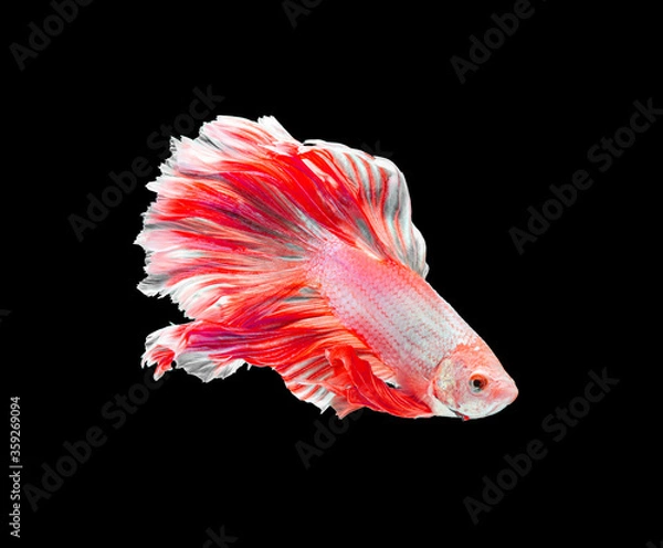Fototapeta Red and white color dragon siamese fighting fish, betta fish isolated on black background. Capture the moving moment of crown tail siamese fighting fish, Betta splendens.in Thailand.