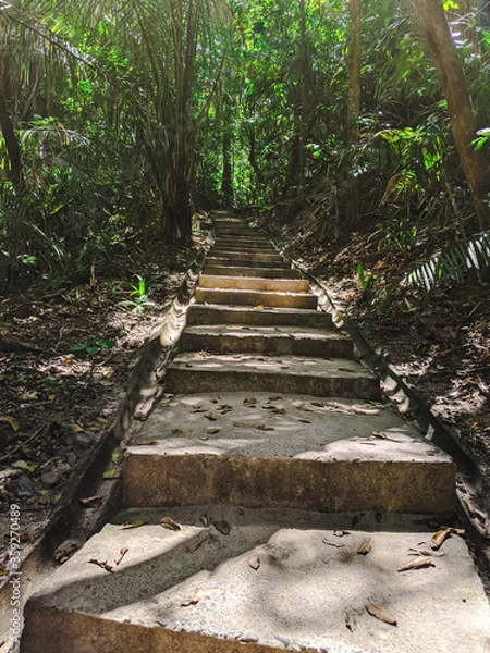 Obraz Path leading into forest