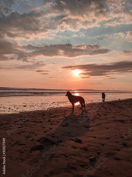 Obraz Wolf at Sunset