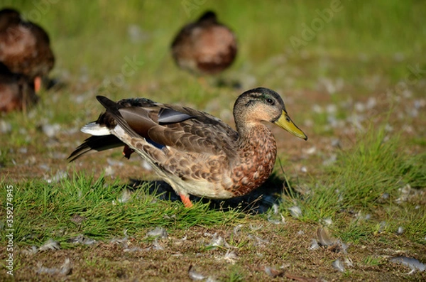 Fototapeta mallard duck in front of sleeping duck flock