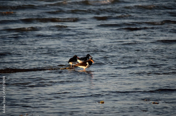 Fototapeta oystercatcher bird flock wading in ocean on sunny day