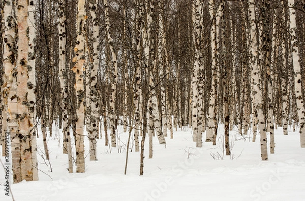 Fototapeta Birch tree forest in winter