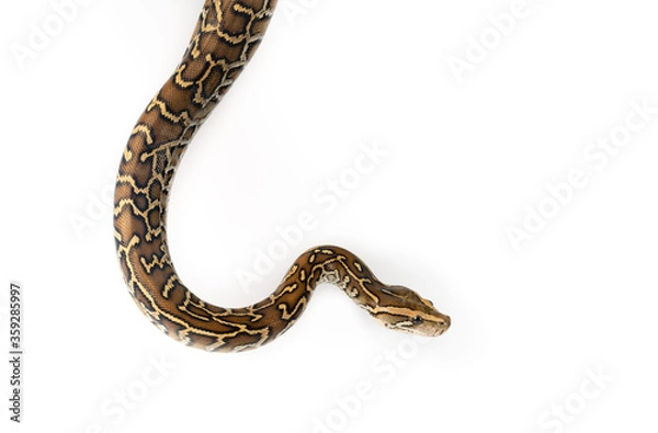 Fototapeta Burmese Python Isolated on white background