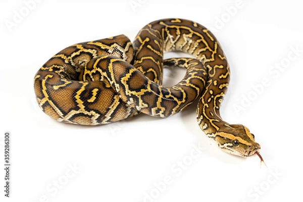 Obraz Burmese Python Isolated on white background