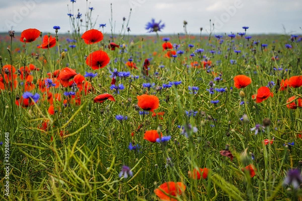 Fototapeta Very beautiful red flowering large poppy field, selective focus