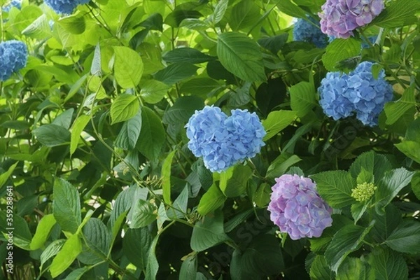 Obraz かざはやの里　満開のアジサイ園