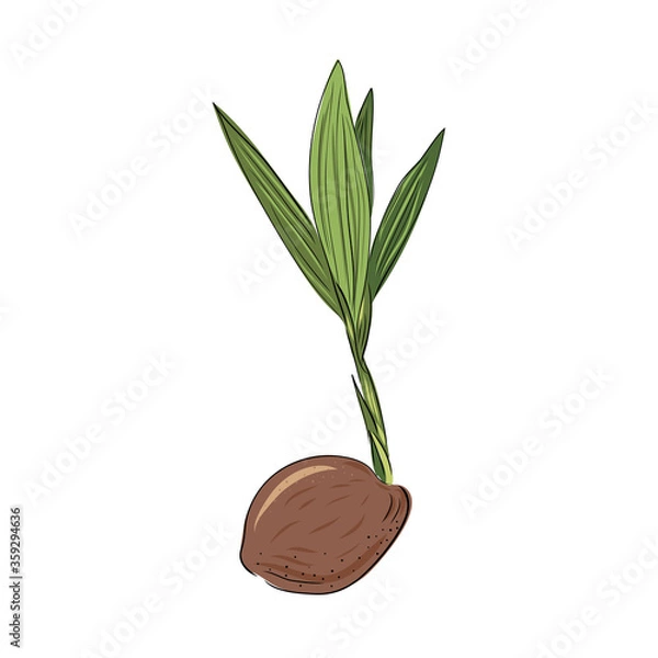 Fototapeta New born coconut. Vector illustration of a nut. Sprout and the beginning of life of a tree in the style of hand drawing.