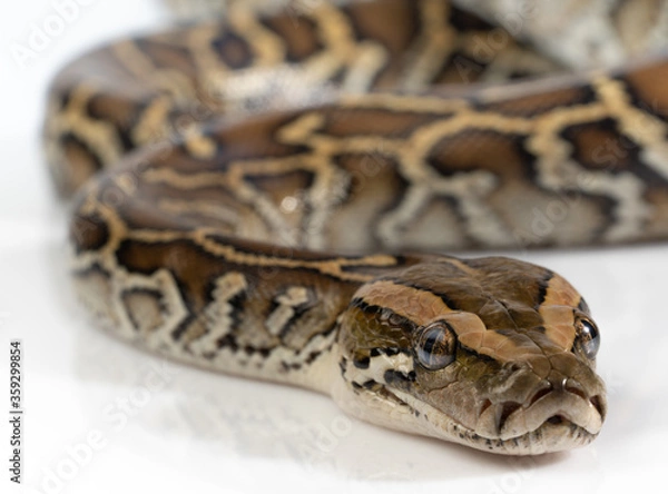 Fototapeta Closeup Burmese Python isolated on white background