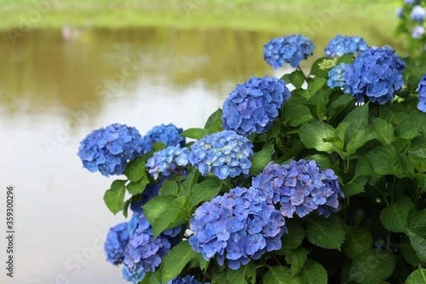 Obraz かざはやの里　満開のあじさい