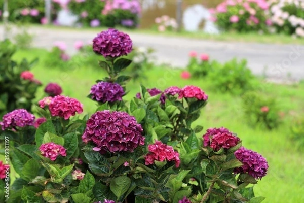 Fototapeta かざはやの里　満開のあじさい