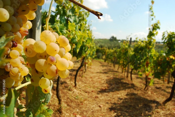 Obraz Organic vineyard in autumn