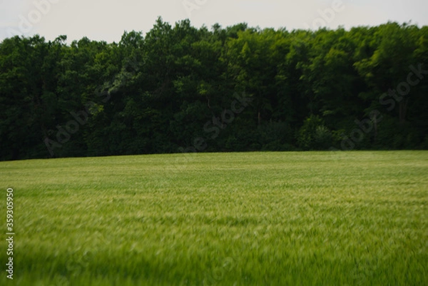 Obraz Getreidefeld mit Wald