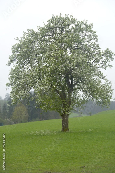 Obraz Baum auf einer Wiese