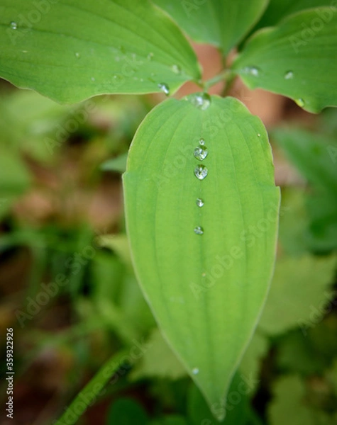Obraz drops on the grass