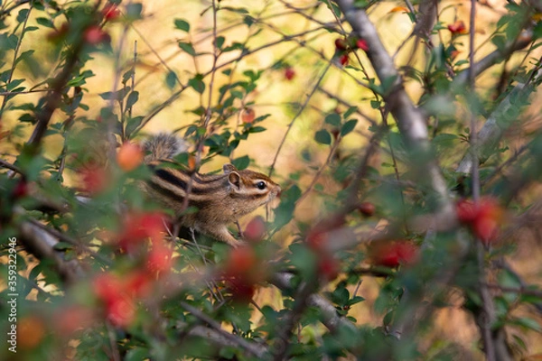 Obraz chipmunk