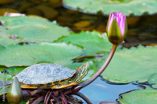 Obraz turtle and water lily