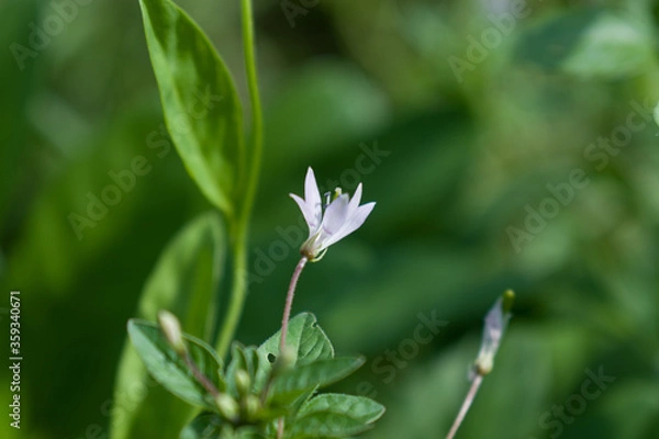 Fototapeta Cleome rutidosperma commonly known as Fringed Spider Flower or Purple Cleome is a species of flowering plant in the genus Cleome of the family Cleomaceae, native to Tropical Africa. 