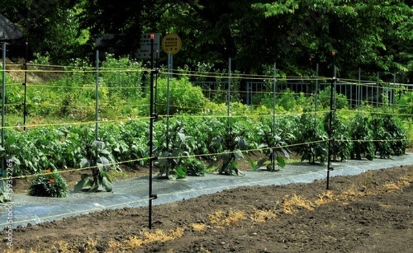 Obraz 獣被害防止の電気柵