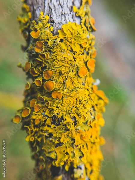 Obraz close up of yellow mushrooms on a tree