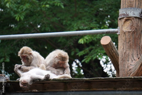 Obraz 毛づくろいをする猿