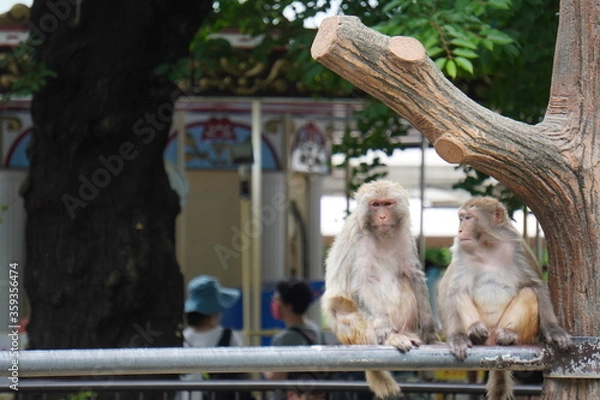 Fototapeta メリーゴーラウンドをバックに佇む猿