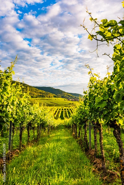 Fototapeta vineyard in germany, palatinate