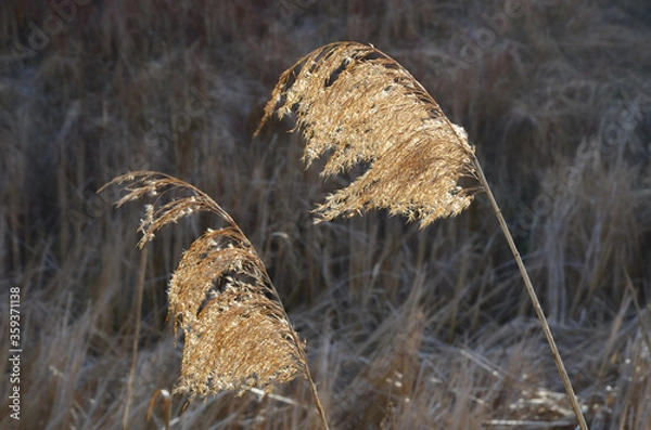 Fototapeta Shaggy dry yellowed inflorescence of reeds fluttering in the wind on a thin stalk against the reed thickets.