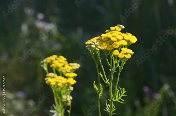 Fototapeta Closeup of yellow Tansy inflorescence against a dark green blurred backdrop of vegetation, outdoors. Side view.