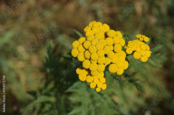 Fototapeta Top view of yellow Tansy inflorescence against a brown green blurred background of soil and vegetation. Tanacetum vulgare.