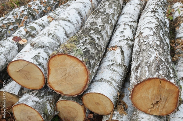Fototapeta Closeup of a stack of large birch logs. View of the side surface of logs and end cross cut. Top view from the end.
