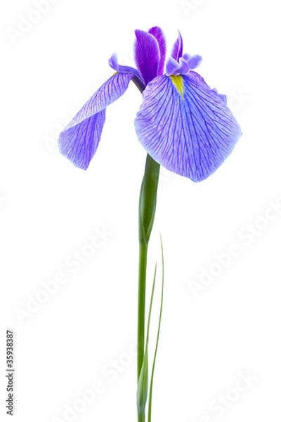 Obraz Kosaciec syberyjski