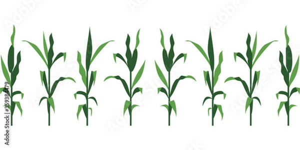 Obraz Corn Stalks Vector Illustration Isolated on White