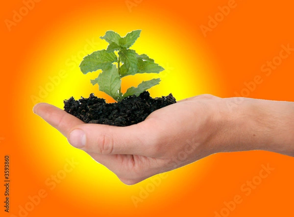 Obraz developpement durable