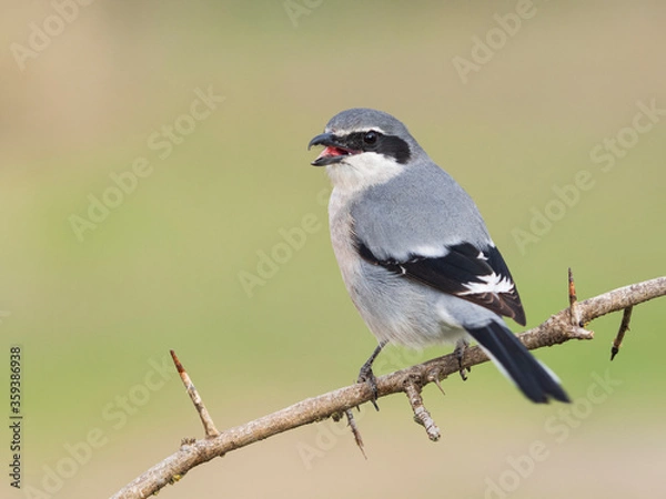 Obraz Alcaudón real o alcaudón sureño (Lanius meridionalis) 