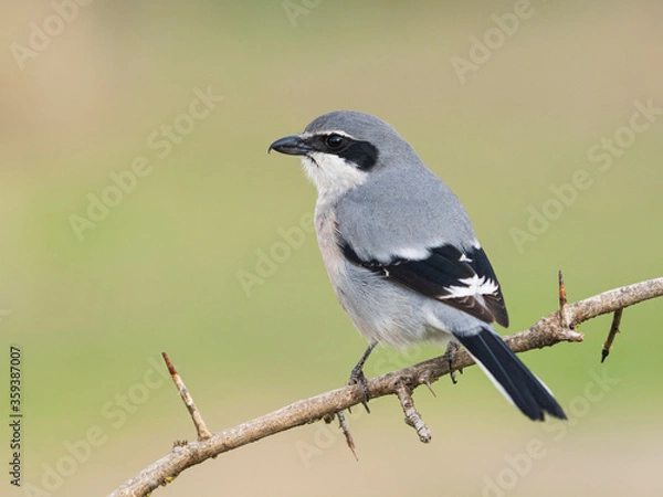 Obraz Alcaudón real o alcaudón sureño (Lanius meridionalis) 