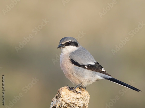 Obraz Alcaudón real o alcaudón sureño (Lanius meridionalis) 