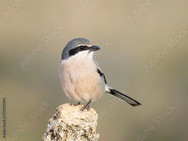 Obraz Alcaudón real o alcaudón sureño (Lanius meridionalis) 