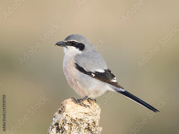 Obraz Alcaudón real o alcaudón sureño (Lanius meridionalis) 