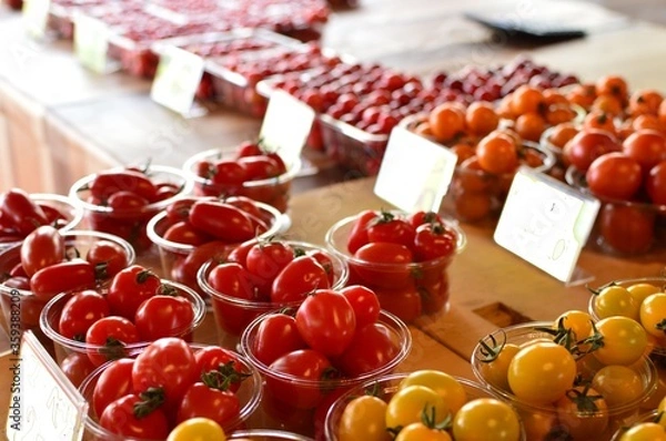 Obraz 新鮮なフルーツトマト