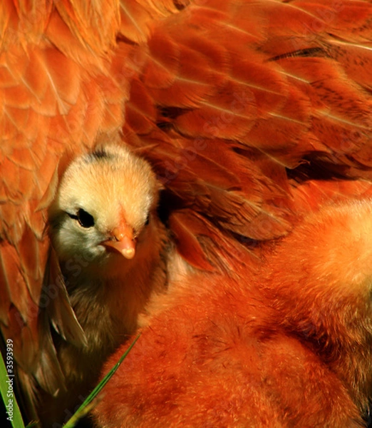 Obraz Aracauna Chick 2