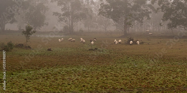 Fototapeta Sheep grazing in a flooded area and with intense fog at dawn in southern Brazil