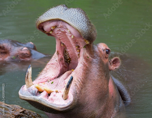 Fototapeta A hippopotamus submerged in a lake.