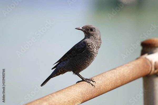 Obraz 西表島にいたメスのイソヒヨドリ