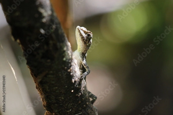 Fototapeta 西表にいたサキシマキノボリトカゲ